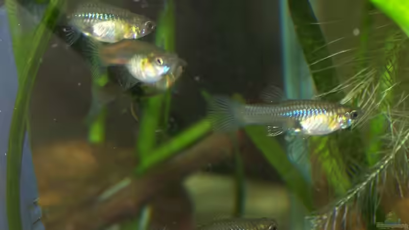 Besatz im Aquarium Guppybach-Paludarium - einheimische Guppies von schnitzler (38)