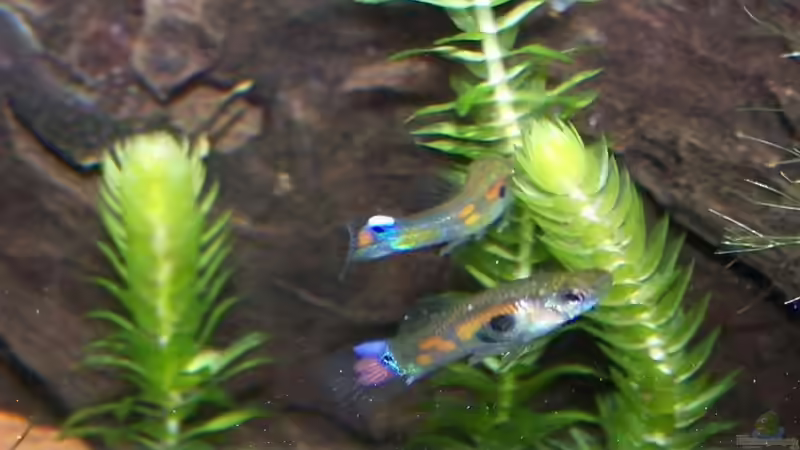 Besatz im Aquarium Guppybach-Paludarium - einheimische Guppies von schnitzler (39)