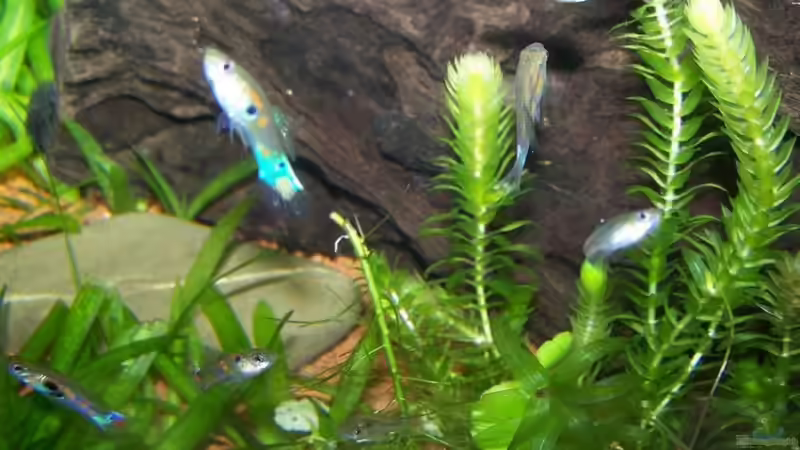 Besatz im Aquarium Guppybach-Paludarium - einheimische Guppies von schnitzler (40)