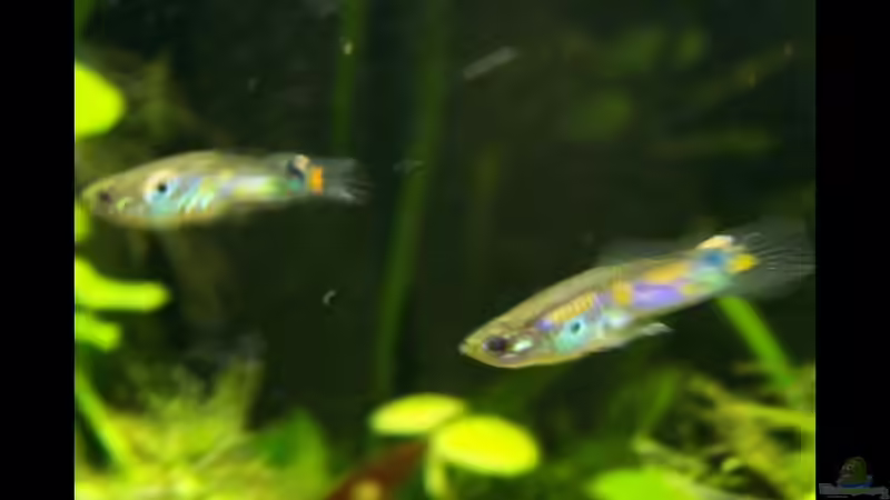 Besatz im Aquarium Guppybach-Paludarium - einheimische Guppies von schnitzler (41)