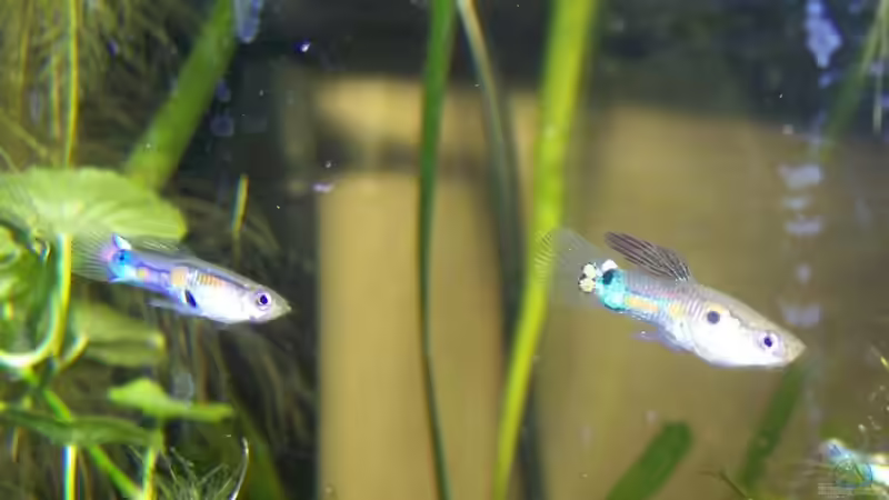 Besatz im Aquarium Guppybach-Paludarium - einheimische Guppies von schnitzler (42)