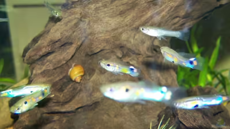 Besatz im Aquarium Guppybach-Paludarium - einheimische Guppies von schnitzler (43)