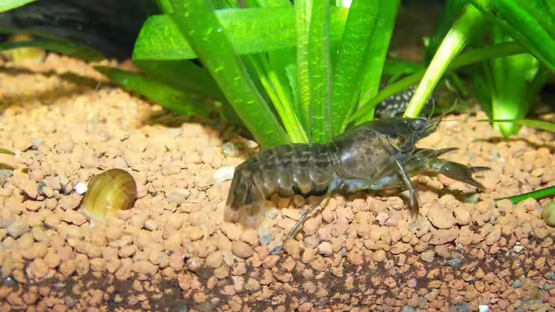 Besatz im Aquarium Guppybach-Paludarium - einheimische Guppies von schnitzler (46)
