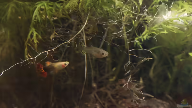 Besatz im Aquarium GuppyBecken ) von isabelle... (14)