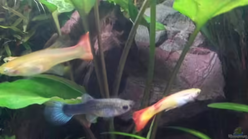 Besatz im Aquarium Guppybecken (aufgelöst) von ~Danny~ (5)