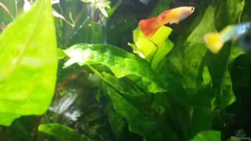 Besatz im Aquarium Guppybecken (aufgelöst) von ~Danny~ (6)