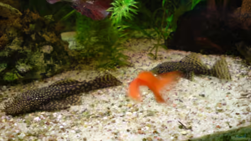 Besatz im Aquarium Guppyland von Alexander Wechsler (11)