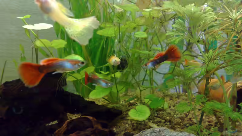 Besatz im Aquarium Guppys von Welslau (10)