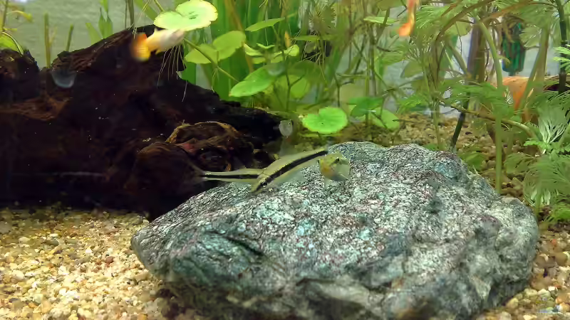 Besatz im Aquarium Guppys von Welslau (7)