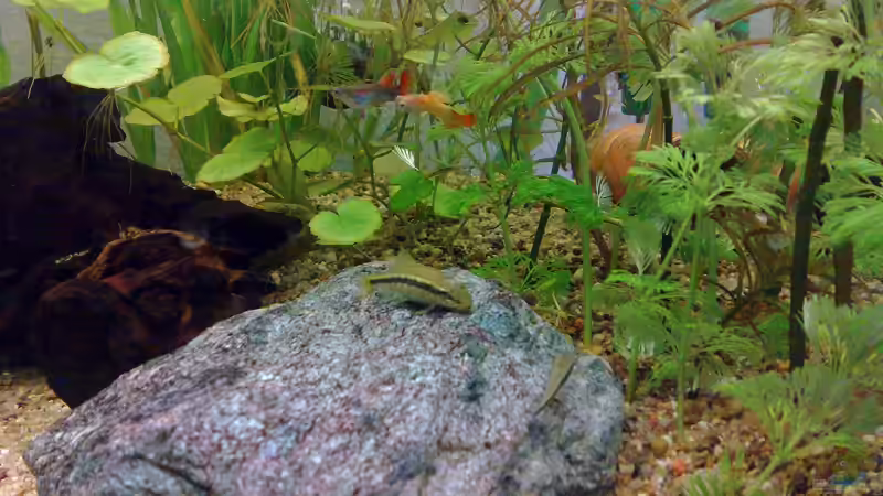 Besatz im Aquarium Guppys von Welslau (8)