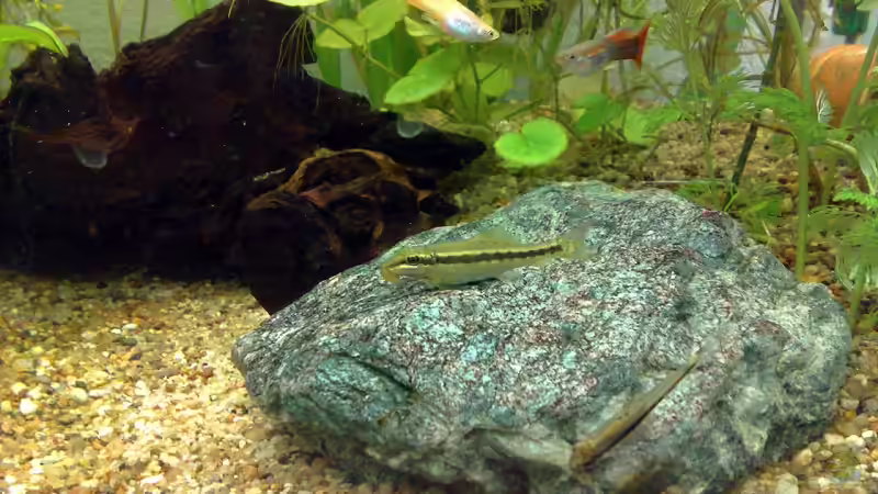 Besatz im Aquarium Guppys von Welslau (9)