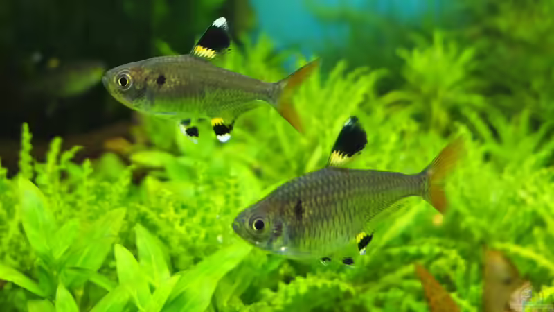 Besatz im Aquarium Guppytraum (Nur noch als Beispiel) von axolotl (43)