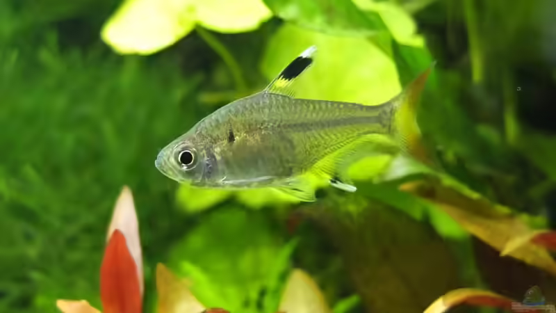 Besatz im Aquarium Guppytraum (Nur noch als Beispiel) von axolotl (49)