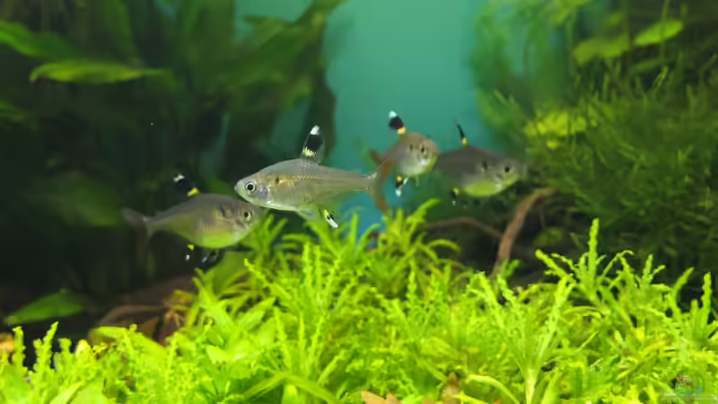 Besatz im Aquarium Guppytraum (Nur noch als Beispiel) von axolotl (50)