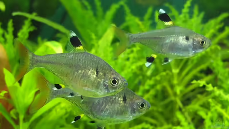 Besatz im Aquarium Guppytraum (Nur noch als Beispiel) von axolotl (52)