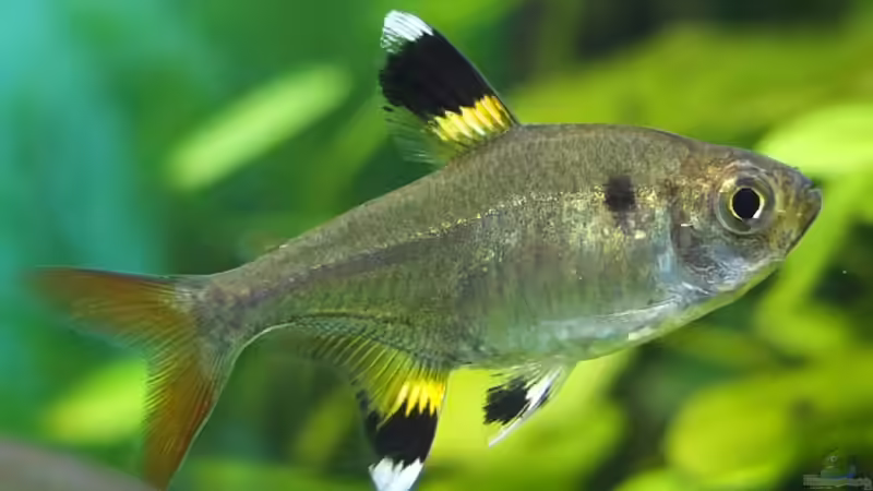 Besatz im Aquarium Guppytraum (Nur noch als Beispiel) von axolotl (57)