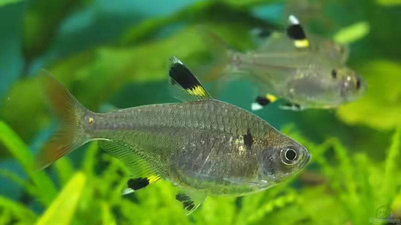 Besatz im Aquarium Guppytraum (Nur noch als Beispiel) von axolotl (60)