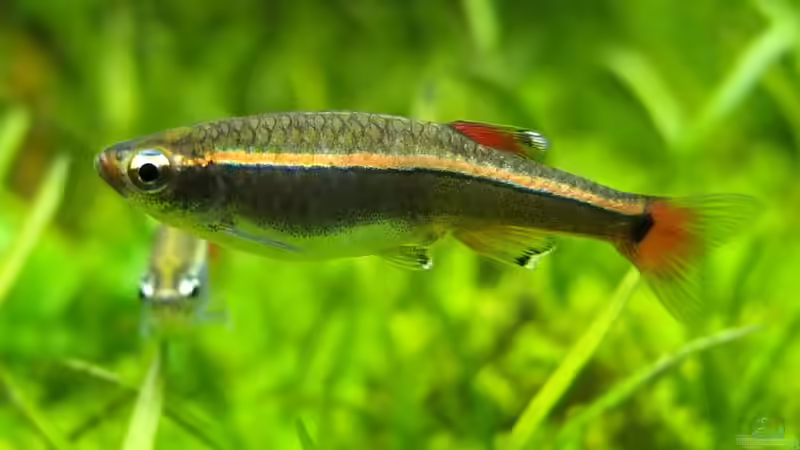 Besatz im Aquarium Guppytraum (Nur noch als Beispiel) von axolotl (64)