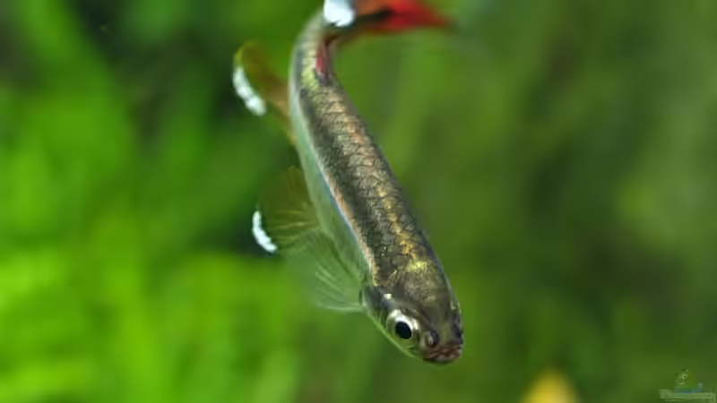 Besatz im Aquarium Guppytraum (Nur noch als Beispiel) von axolotl (66)