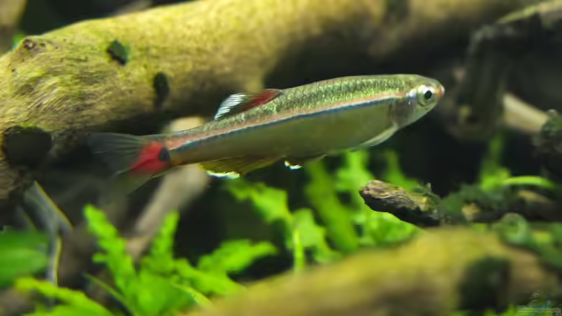 Besatz im Aquarium Guppytraum (Nur noch als Beispiel) von axolotl (71)