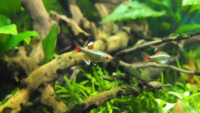 Besatz im Aquarium Guppytraum (Nur noch als Beispiel) von axolotl (74)