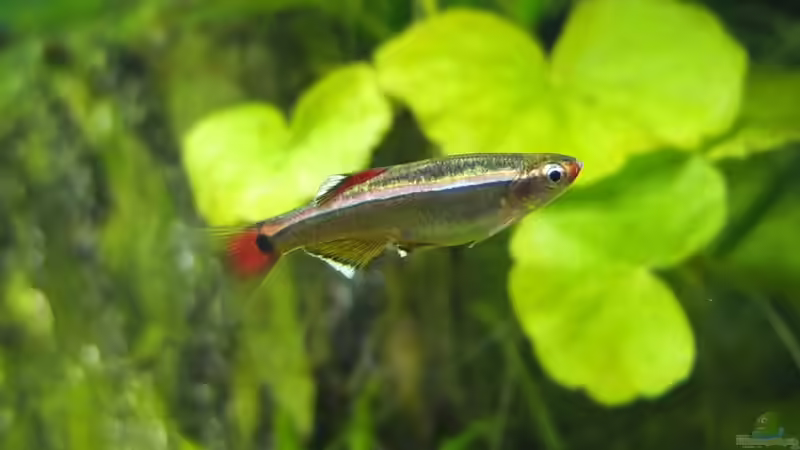 Besatz im Aquarium Guppytraum (Nur noch als Beispiel) von axolotl (76)