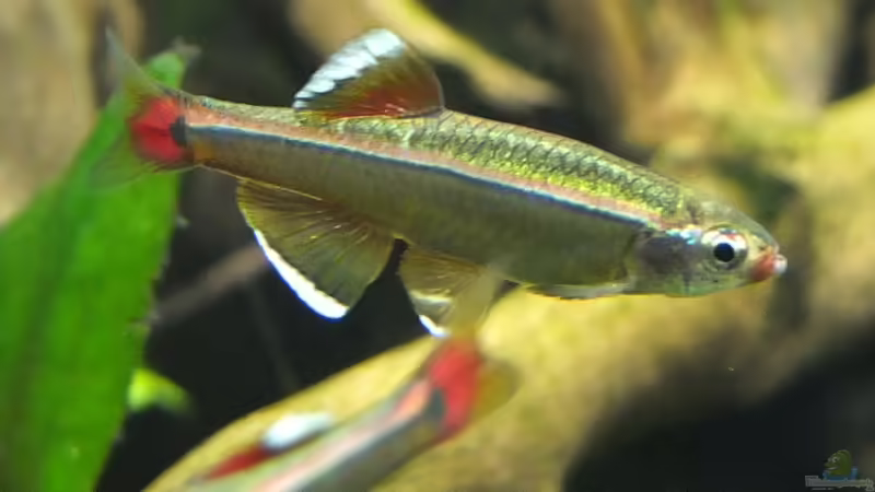 Besatz im Aquarium Guppytraum (Nur noch als Beispiel) von axolotl (78)