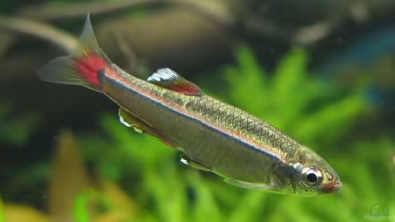 Besatz im Aquarium Guppytraum (Nur noch als Beispiel) von axolotl (80)