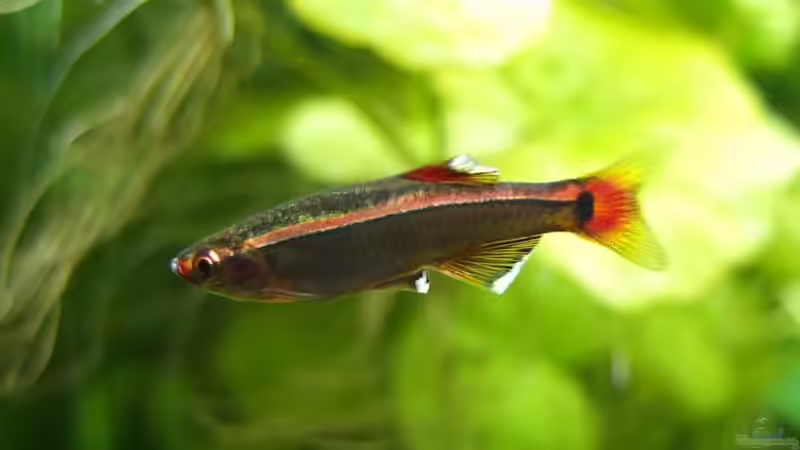 Besatz im Aquarium Guppytraum (Nur noch als Beispiel) von axolotl (81)