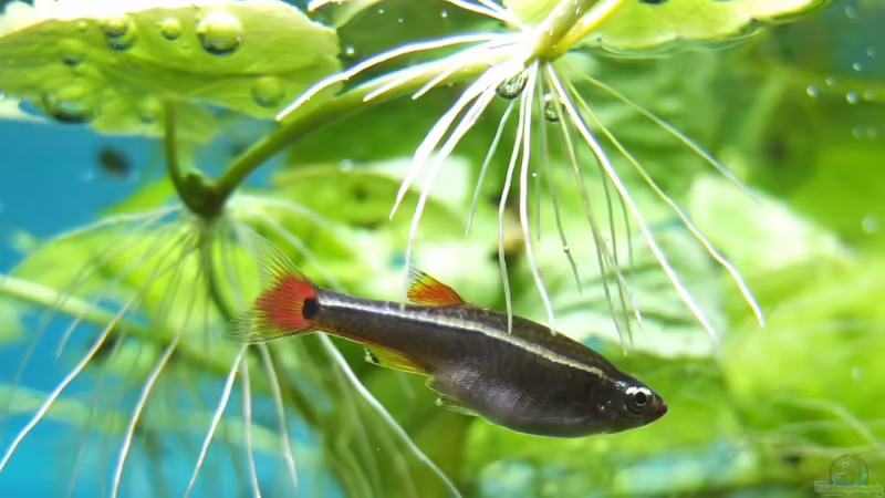 Besatz im Aquarium Guppytraum (Nur noch als Beispiel) von axolotl (89)