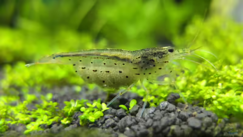 Besatz im Aquarium Guppytraum (Nur noch als Beispiel) von axolotl (90)