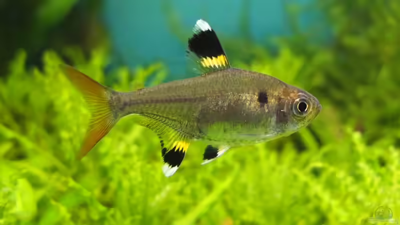 Besatz im Aquarium Guppytraum (Nur noch als Beispiel) von axolotl (92)