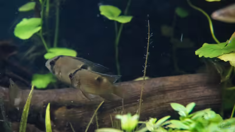 Besatz im Aquarium Guyana-Länder Südamerika von chris1509 (25)