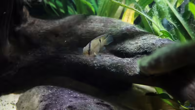 Besatz im Aquarium Guyana-Länder Südamerika von chris1509 (30)