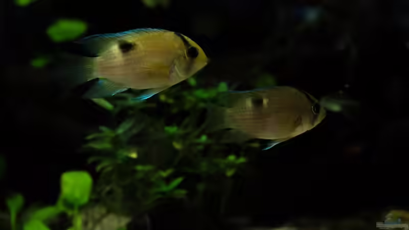 Besatz im Aquarium Guyana-Länder Südamerika von chris1509 (31)