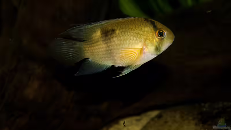 Besatz im Aquarium Guyana-Länder Südamerika von chris1509 (34)