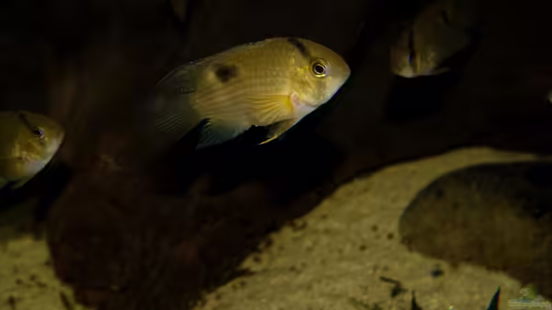 Besatz im Aquarium Guyana-Länder Südamerika von chris1509 (35)