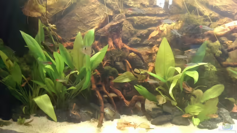 Besatz im Aquarium Gyuana - Bachlauf von Harry Nemitz (32)