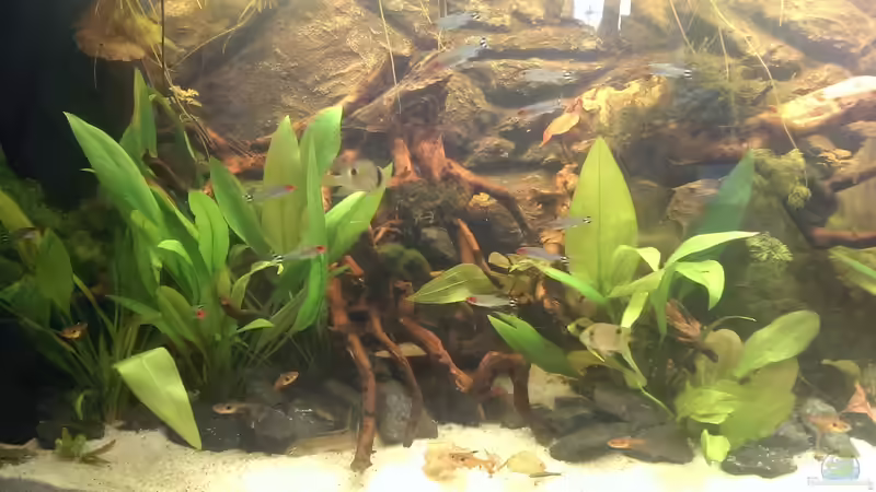 Besatz im Aquarium Gyuana - Bachlauf von Harry Nemitz (33)