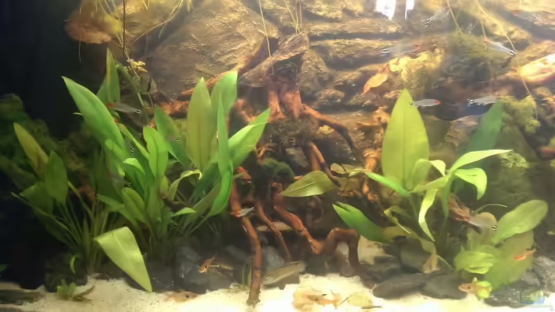 Besatz im Aquarium Gyuana - Bachlauf von Harry Nemitz (35)