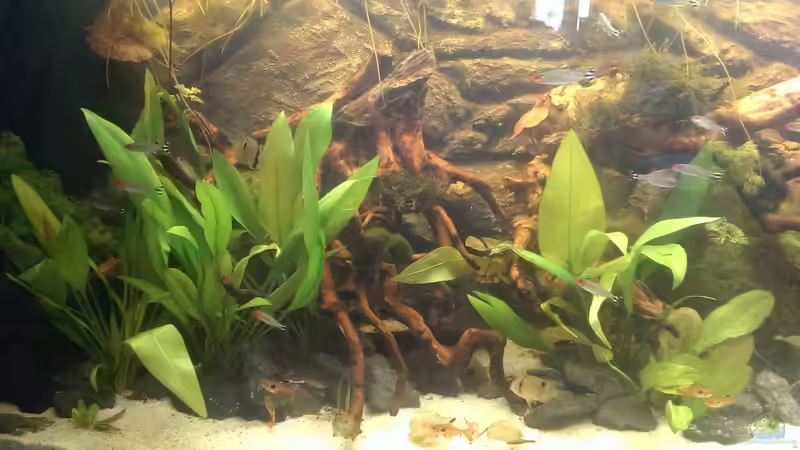 Besatz im Aquarium Gyuana - Bachlauf von Harry Nemitz (36)