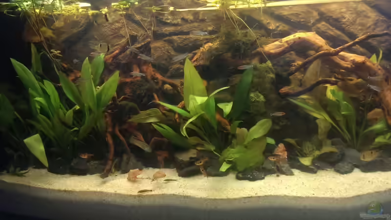 Besatz im Aquarium Gyuana - Bachlauf von Harry Nemitz (37)