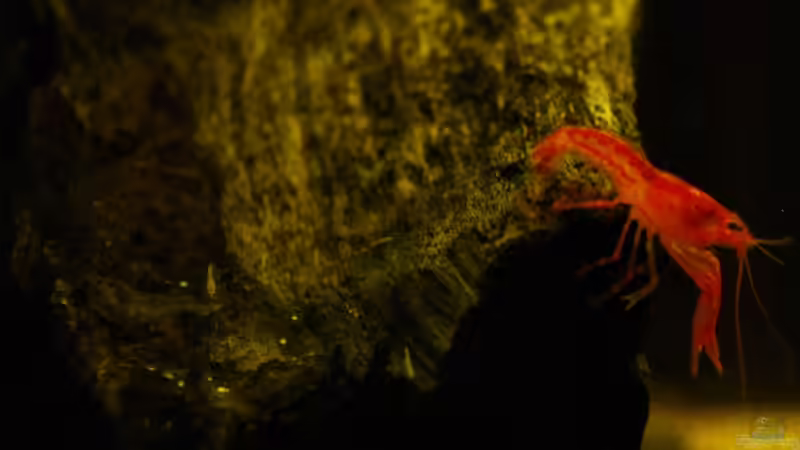 Besatz im Aquarium Hängende Gärten von Benjamin Hamann (11)