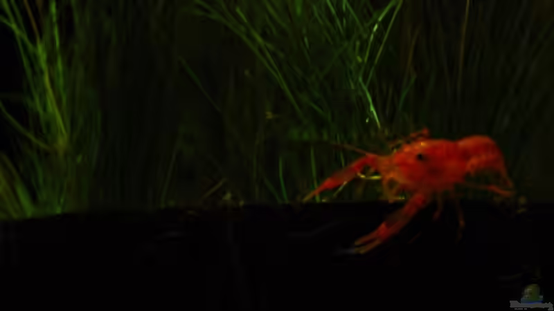 Besatz im Aquarium Hängende Gärten von Benjamin Hamann (12)