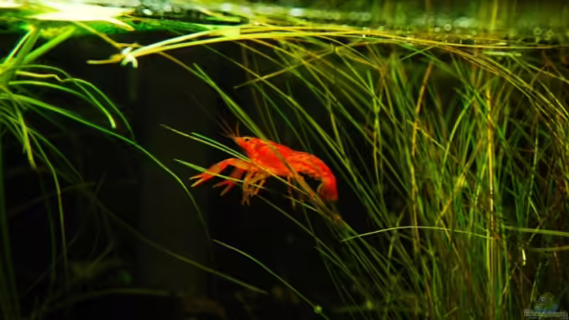 Besatz im Aquarium Hängende Gärten von Benjamin Hamann (13)