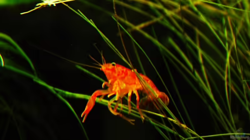 Besatz im Aquarium Hängende Gärten von Benjamin Hamann (14)
