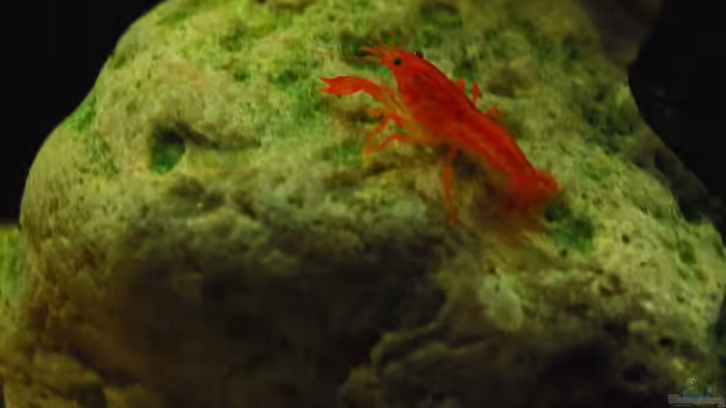 Besatz im Aquarium Hängende Gärten von Benjamin Hamann (15)