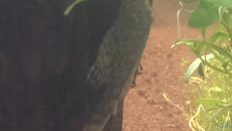 Besatz im Aquarium Hängendes Eckaquarium von ronnsch (34)