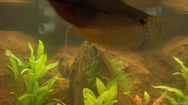 Besatz im Aquarium Hängendes Eckaquarium von ronnsch (35)