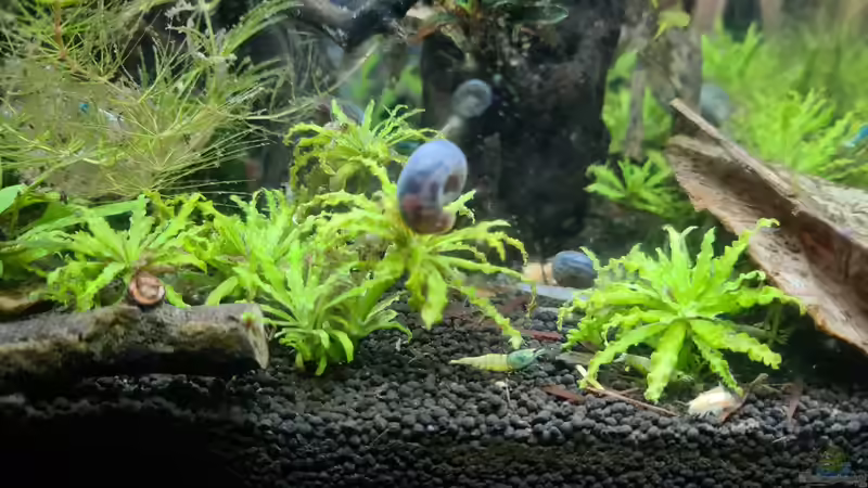 Besatz im Aquarium Haster Bergpfütze von Ralleplus FARA (4)